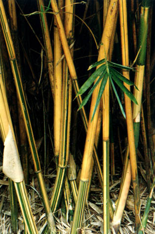 С˿
    Bambusa multiplex cv. "Alphonse-karri"
