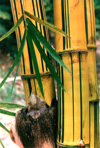 ƽ
    Bambusa vulgaris Schrader ex Wendland
    var. vittata A. et C. Riviere