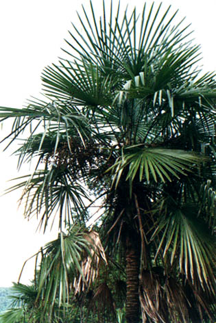   
    Trachycarpus fortunei (Hook. f.) H. Wendl.