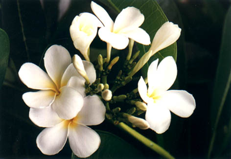 
    Plumeria rubra Linn. cv. "Acutifolia;