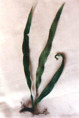 Τ
    Lepisorus tosaensis
    (Makino) H. Ito.