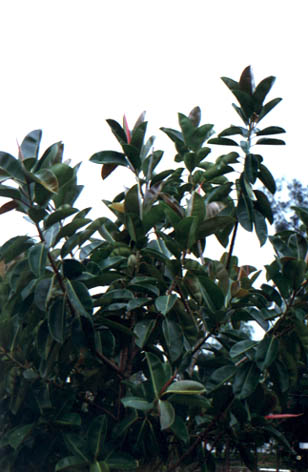 ҶӡȽ
    Ficus elastica Roxb.
    cv. "Decora"