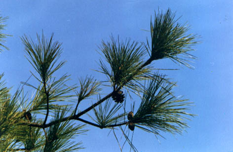 β
    Pinus massoniana Lamb.