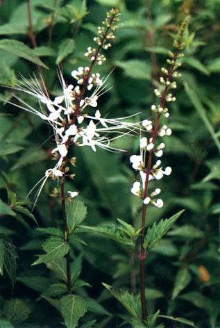 
    Clerodendranthus
    spicatus
    (Thunb.) C. Y. Wu ex H. W. Li