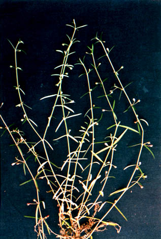 ׻
    Hedyotis diffusa
    Willd.