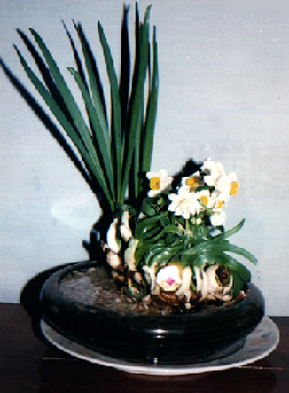 ˮ԰--ˮ
    Narcissus tazetta Linn. var. chinensis Roem.