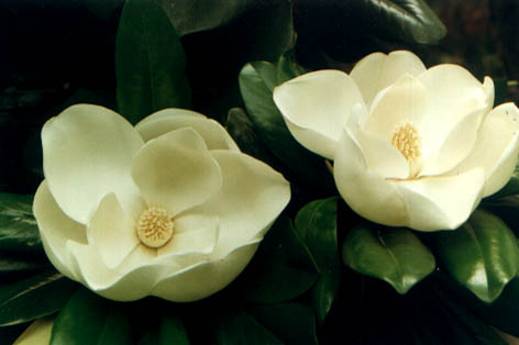 ɻľ
    Magnolia grandiflora Linn.