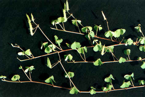 ������
    Oxalis corniculata
    Linn.