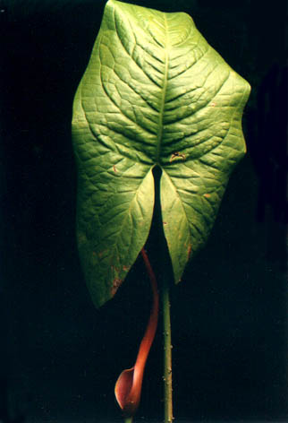   
    Lasia spinosa (Linn.) Thw.
