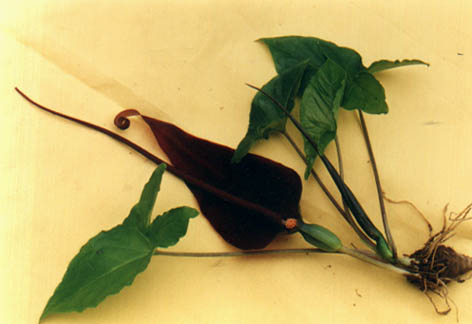ͷ
    Typhonium divaricatum (Linn.) Decne.
