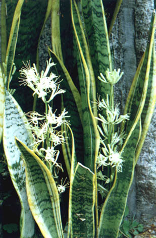 ��߻�β��
    Sansevieria frifasciata Prain
    var. laurenttii N. E. Brown