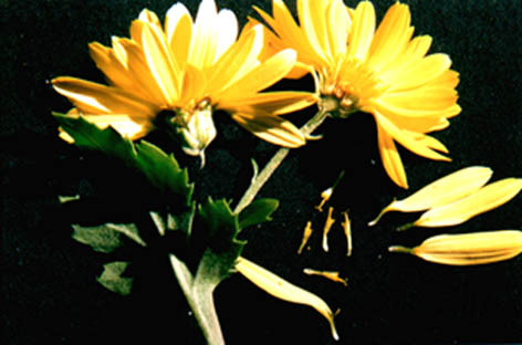 ջ
    Dendranthema
    morifolium (Ramaf.) Tzvel.