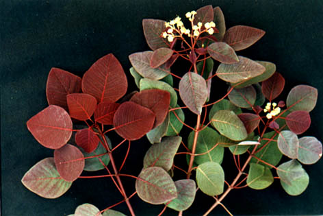 Ф
    Euphorbia cofinifolia
    Linn.