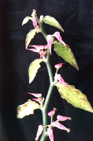 
    Pedilanthus tithymaloides (Linn.) Poi