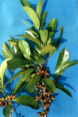 
    Aporosa chinensis
    (Champ.) Merr.