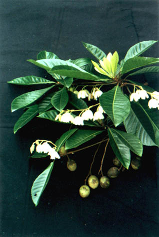 âӢ
    Elaeocarpus apiculatus Mast.