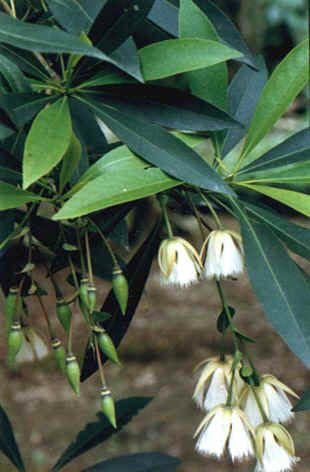 ˮʯ
    Elaeocarpus hainanensis Oliver
