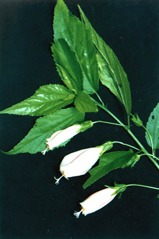 廨
    Malvaviscus arboreusvar. penduliforus (DC.) Schery