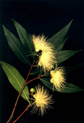 
    Syzygium jambos (Linn.) Alston