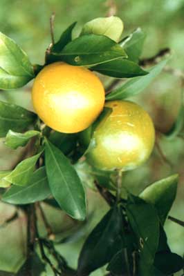 (Citrus sinensis (Linn.) Osbeck)