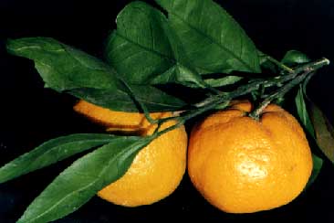 ̽(Citrus reticulata Blanco)