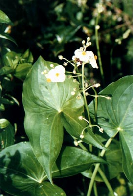 ȹ
    (Sagittaria trifolia Linn. var. sinensis (Sims) Makino)