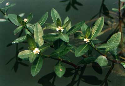 ˮ
    (Alternanthera philoxeroides (Mart.) Griseb.)