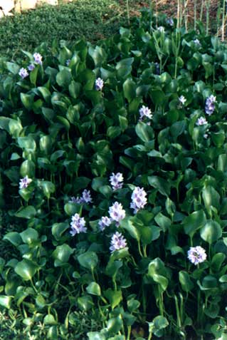
    (Eichhornia crassipes (Mart.) Solms)