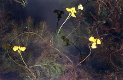 ƻ(Utricularia aurea Lour.)