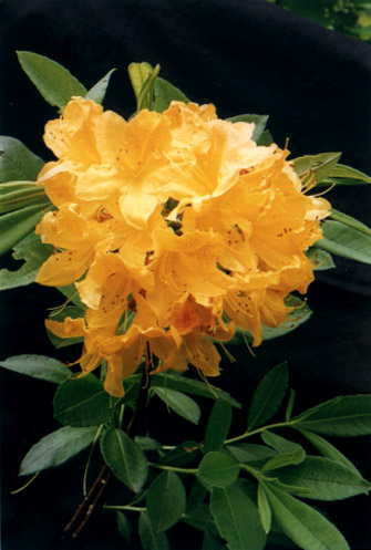 ӭž
    Rhododendron mucronulatum Turcz.
