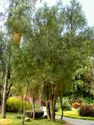 δ겻 (Euphorbia tirucalli Linn)