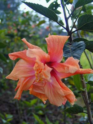 ˭ܱȣ ɣ(Hibiscus rosasinensis)
