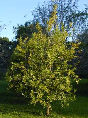 ɹ֮ ޼(Macadamia ternifolia F. Muell.)