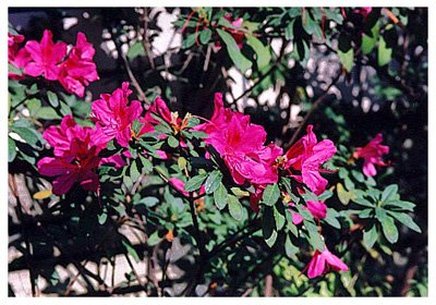 ž黨// Rhododendron Spp./ :/ 