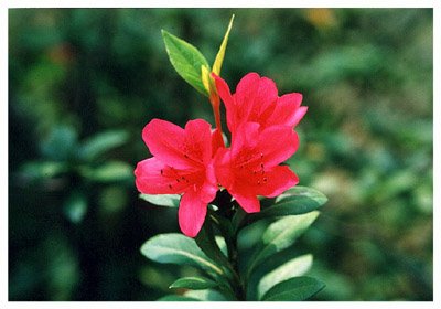ž黨// Rhododendron Spp./ :/ 