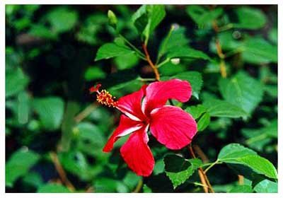 ߷ɣ// Hibiscus rosa-sinensis/ :/ ɣֳȡɣ/ 