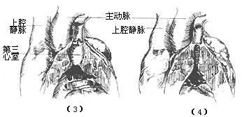 ��������֢