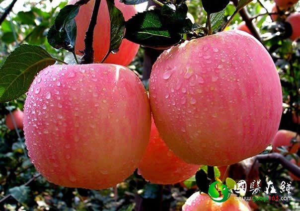 揭秘长寿果苹果的16大神奇功效及营养价值