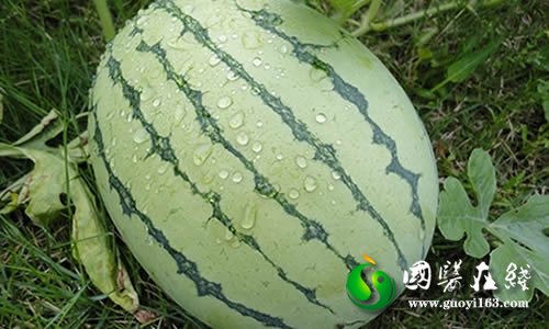 夏季少吃的七种水果：西瓜多吃肠胃消化力下降