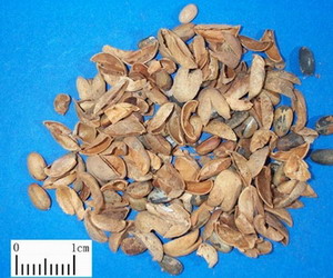 泻下药——巴豆