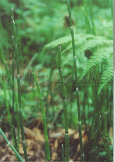  木贼/木贼草/节节草/Herba Equiseti Hiemalis/Equisetum hiemale L./ 