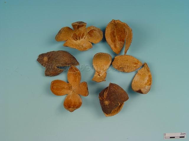  橘/青橘皮/青柑皮/Pericarpium Citri Reticulatae Viride/Citrus reticulata Blanco/青皮 