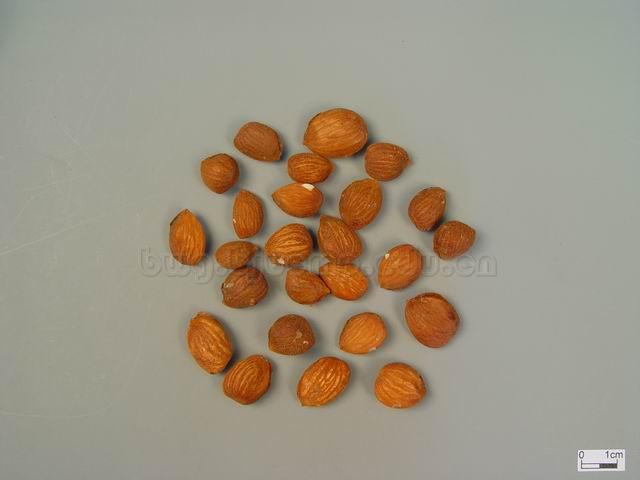  桃/山桃/桃核仁/Semen Persicae/Prunus persica (L.) Batsch/Prunus davidiana (Carr.) Franch./桃仁/掸桃仁 
