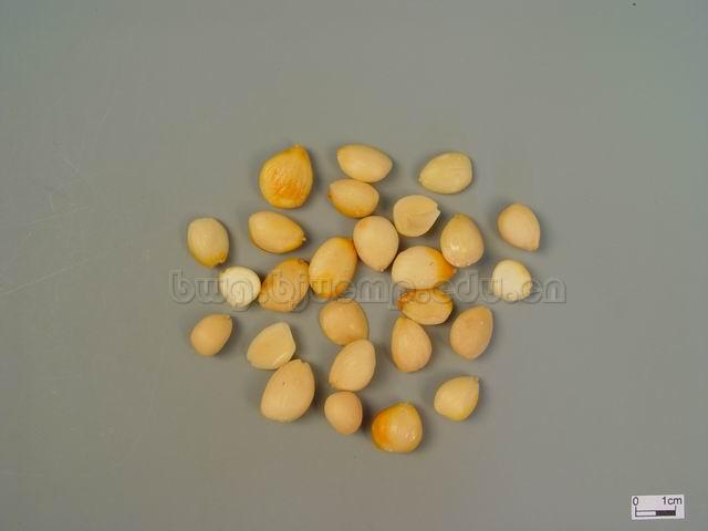  桃/山桃/桃核仁/Semen Persicae/Prunus persica (L.) Batsch/Prunus davidiana (Carr.) Franch./桃仁/掸桃仁 