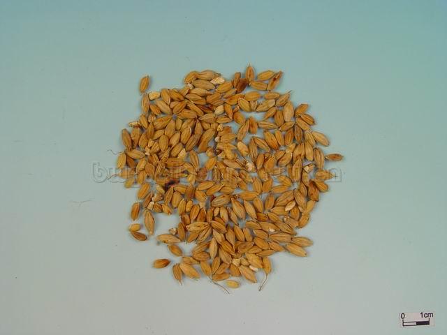  大麦/麦蘖/大麦毛/大麦芽/Fructus Hordei Germinatus/Hordeum vulgare L./麦芽/炒麦芽/焦麦芽 