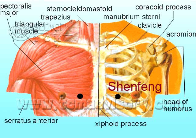 Shenfeng(KI23)穴位的位置